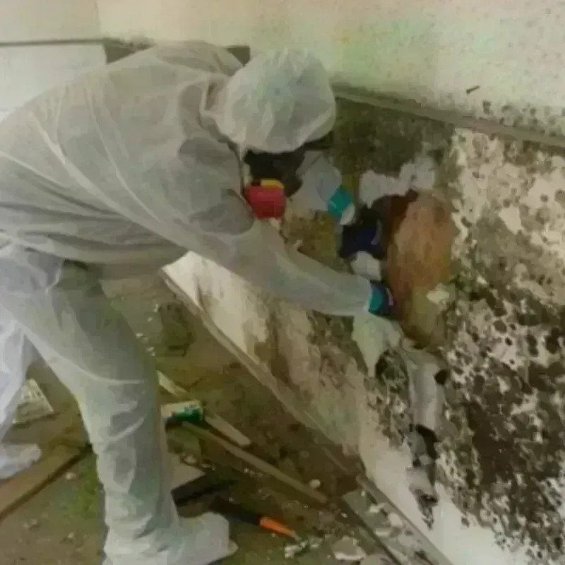 Mold Remediation and Removal in La Habra, CA